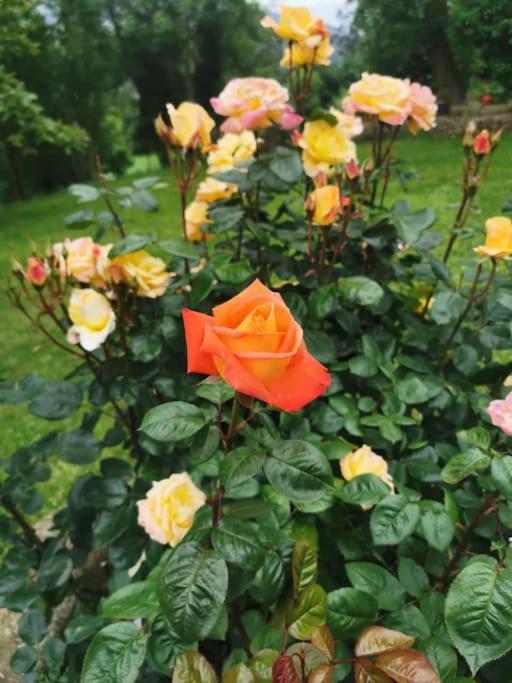La Flor De Toranzo "Vive Los Valles Pasiegos" Prases Eksteriør billede